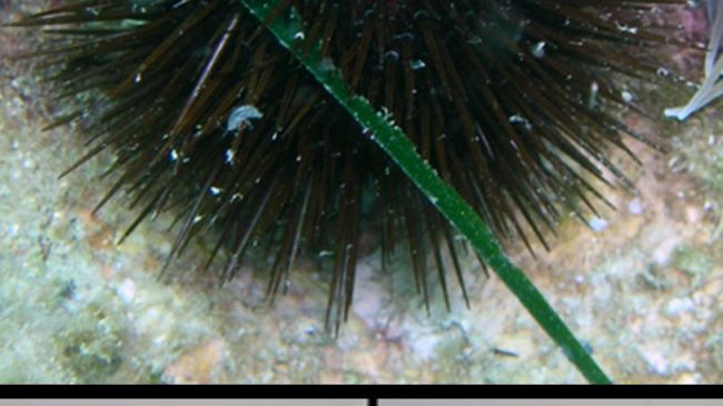 Acidificazione dei mari, come ridurla?