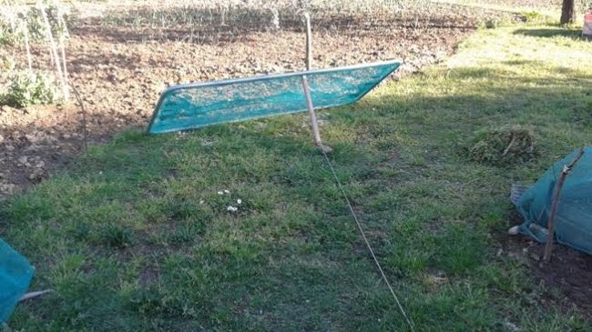 Toscani cacciatori di uccelli: esemplari protetti in trappole artigianali