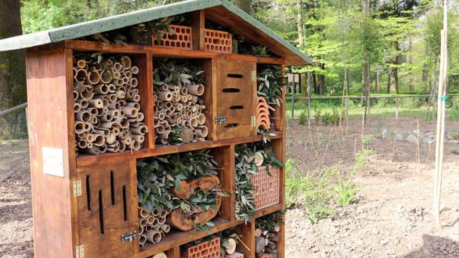 La Festa del Grillo vetrina per la biodiversità