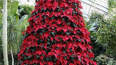 Arrivano le Stelle di Natale a chilometro zero