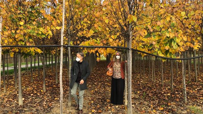 Dona un albero, a Firenze piantagioni da metà novembre