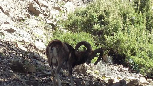 Tar, conclusa l'udienza per salvare gli ultimi Mufloni del Giglio