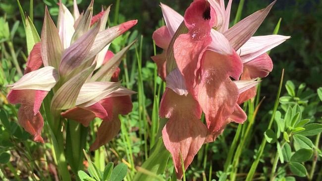 Sul tetto dell'ospedale un giardino inaspettato