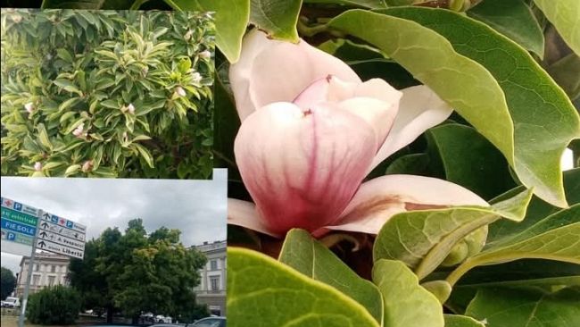 Tramvia, massima attenzione per la magnolia di piazza Beccaria