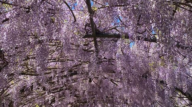 Tutti sotto il glicine, tante fotografie oggi a Villa Bardini