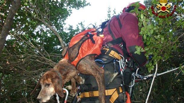 Piombino: salvataggio di un cane da caccia