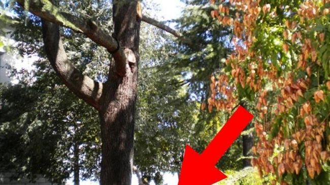 Adotta un albero a San Salvi