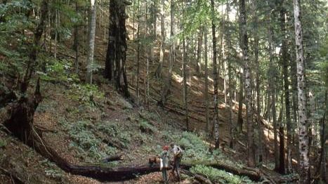 Scoperta nuova specie di fungo nella riserva di Sasso Fratino