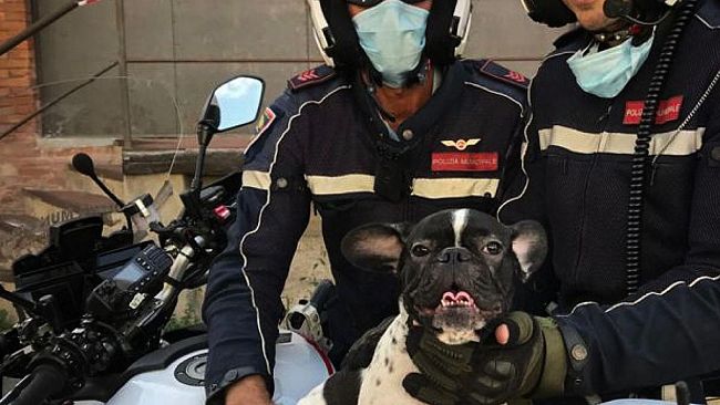 Cane vaga in centro e rischia di fare imbizzarrire un cavallo