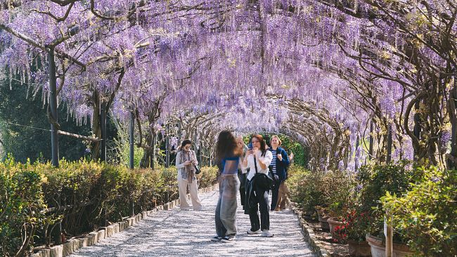 Glicine di Giardino Bardini, il tunnel incantato di Firenze