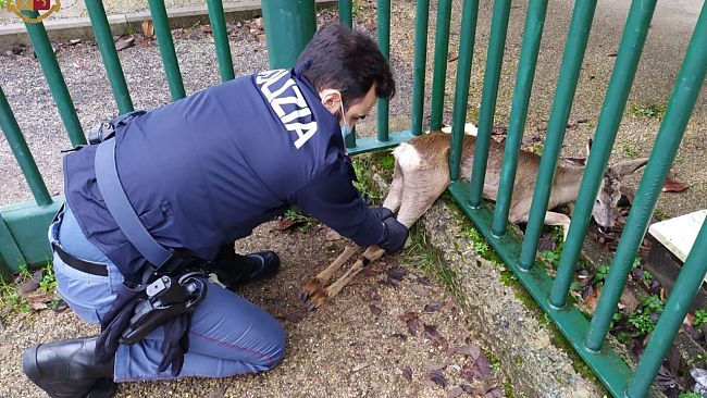 Firenze, la disavventura di un giovane capriolo