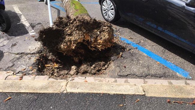 Cade un albero in via Curzio Malaparte