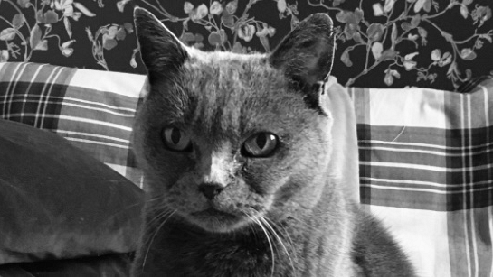 I gatti e i dolori articolari