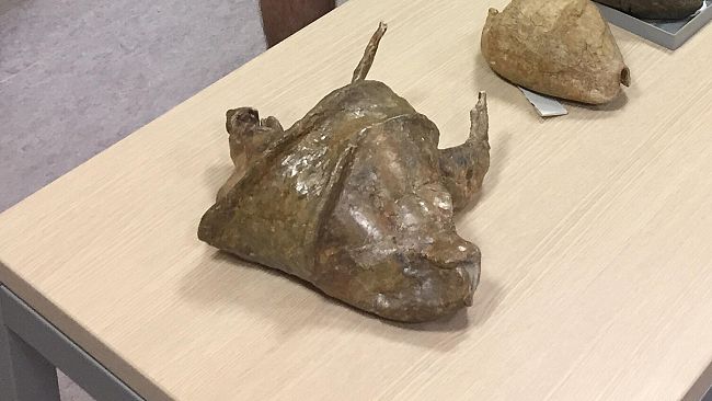 Gigantismo in natura, i segreti racchiusi in una antica conchiglia