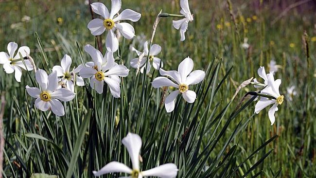 Sistema Padule di Fucecchio e Lago di Sibolla: sì alla gestione unitaria