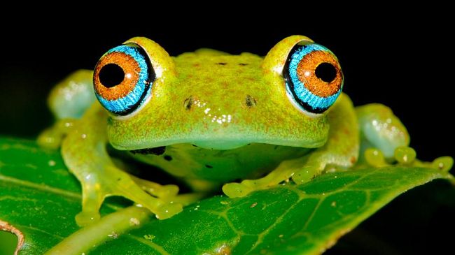 Immagini dal Pianeta Terra