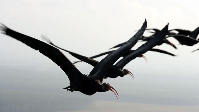 Fucecchio: un gruppo di rarissimi Ibis eremita nel Padule