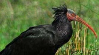 Livorno. Abbattimento Ibis eremita. Individuato il responsabile