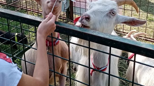 Impruneta, il Fierone martedì 14 ottobre: bestiame protagonista