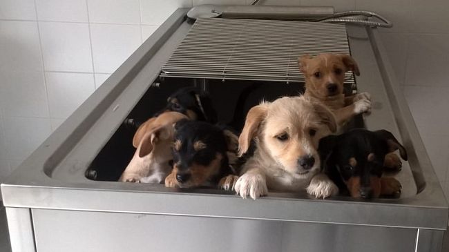 Animali: traffico di cuccioli in Versilia