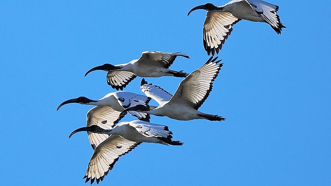 Fucili spianati sull'emergenza climatica