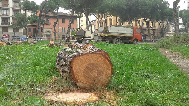 ​Piazza della Vittoria: i residenti firmano una petizione per salvare i pini 