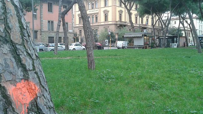 Piazza della Vittoria, gli alberi saranno abbattuti