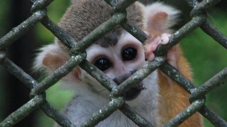 Attentato ad un centro del WWF: fatte fuggire 16 scimmie rare