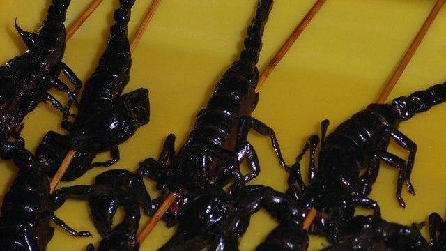 Cinese atterra a Peretola con 600 scorpioni in valigia