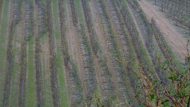 Nuova Pac: agricoltura e politica a confronto sulla pagina Facebook