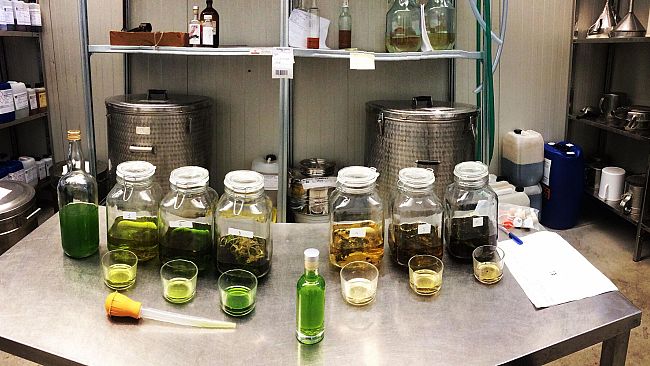 Ecco la birra e il liquore ai fiori di canapa tutte toscane