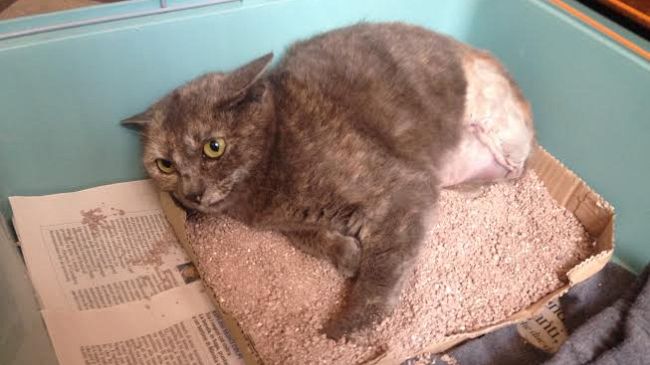 E' tutta toscana la APP per il ritrovamento del proprio animale in caso di smarrimento