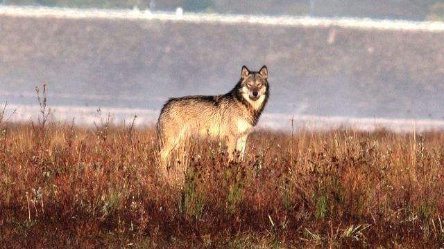 Ibridi lupo - cane Alaskan sugli Appennini