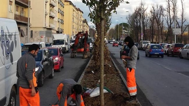  Maxi piano verde: 700 nuovi alberi a Firenze