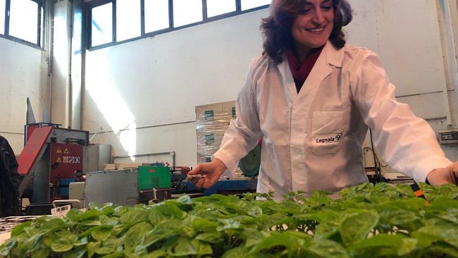 Vivaista alla Cooperativa di Legnaia, è assessore all'Ambiente