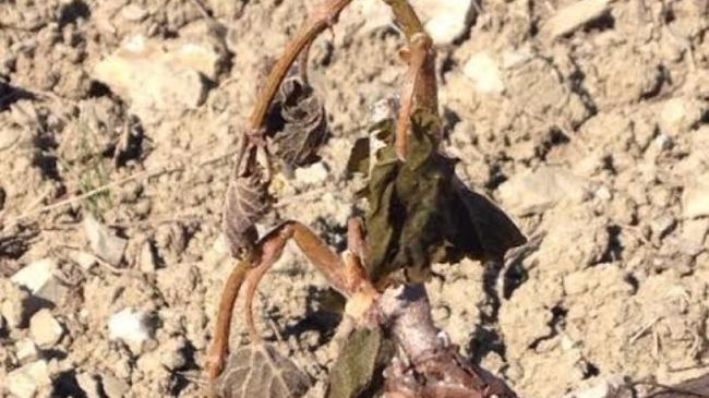 Il gelo all'improvviso: bruciati milioni di Euro in Toscana