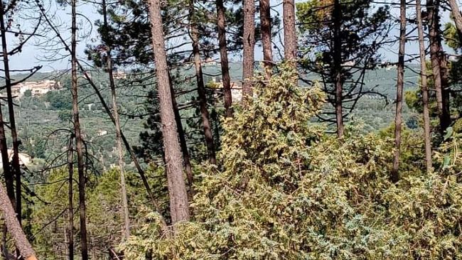 Lavoratori forestali, il 14 luglio sciopero con presidio a Firenze