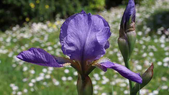 Rarità all'Orto Botanico di Firenze
