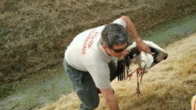 Cicogna in difficoltà recuperata a Prato