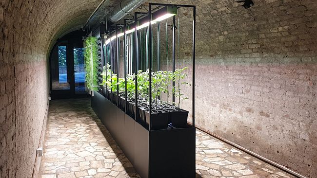 Torrita di Siena: un orto verticale nell'ex rifugio antiaereo