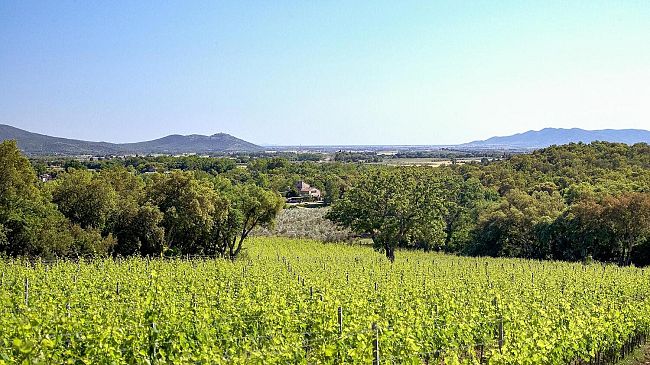 Consorzio tutela vini della Maremma toscana: modificati gli uvaggi