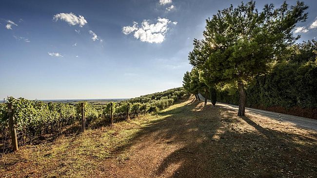 Niki de St Phalle: un'opera dell’artista nella cantina di Capalbio