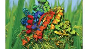 Dieta senza glutine anche per i pazienti con celiachia potenziale