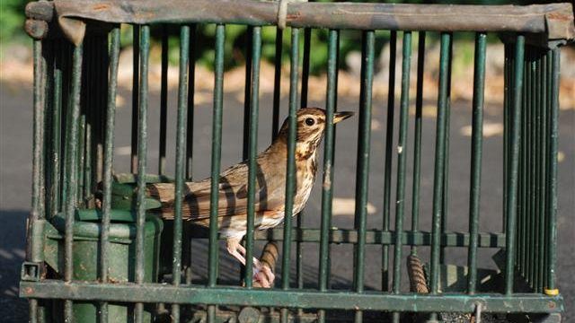 Liberati i 500 volatili sequestrati dalla Polizia provinciale di Prato