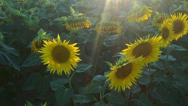 Riscoprire e valorizzare i prodotti tipici toscani: il Mugello