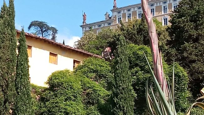 Agave striata ornamentale: sboccia il Fiore della morte a Collodi