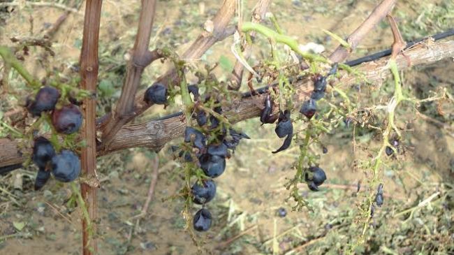 Agricoltura: distretti biologici, avviate le consultazioni per proposta di legge