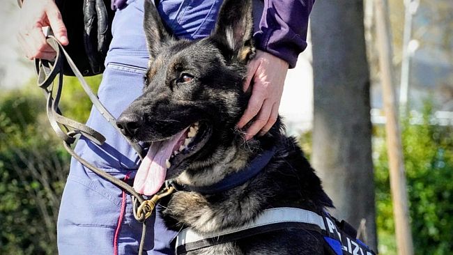 Sorpreso a cedere cocaina dal finestrino dell’auto