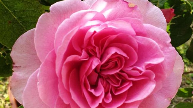 Firenze Flower Show: Giardino Corsini 12-13 settembre