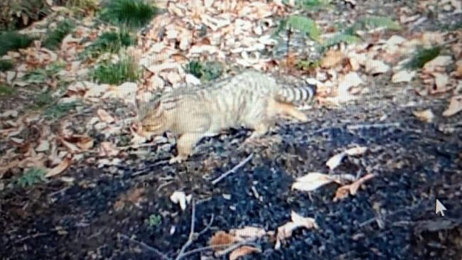 Confermata la presenza del Gatto selvatico nei boschi di Vicchio